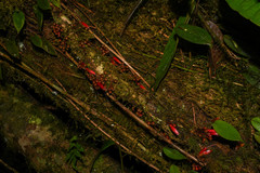 Thibaudia floribunda