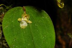 Pleurothallis epiglottis