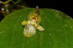 Pleurothallis epiglottis