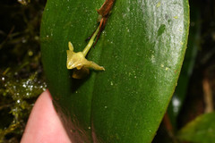 Pleurothallis epiglottis