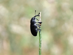 Magdalis ruficornis