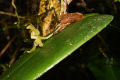 Pleurothallis epiglottis