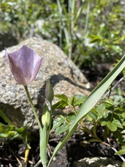 Calochortus nudus