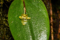 Pleurothallis epiglottis