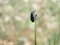 Magdalis ruficornis