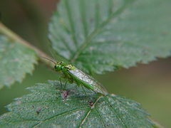 Rhogogaster punctulata