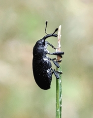 Magdalis ruficornis