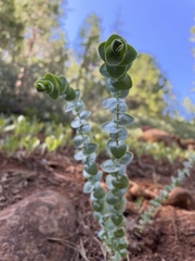 Streptanthus barbatus