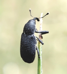 Magdalis ruficornis