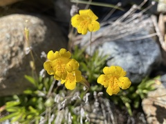 Erythranthe linearifolia
