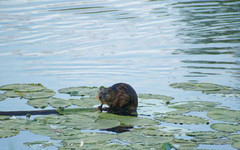 Ondatra zibethicus
