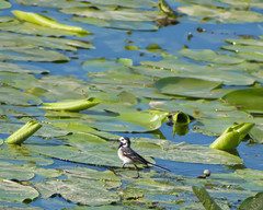 Motacilla alba