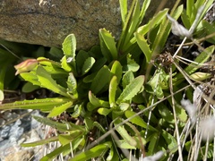 Erythranthe linearifolia