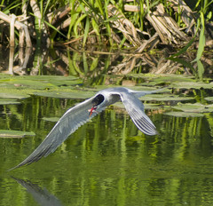Sterna hirundo