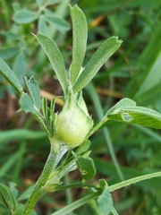 Dasineura medicaginis