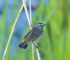 Luscinia svecica