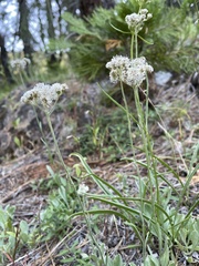 Antennaria argentea