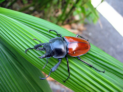 Neolucanus swinhoei