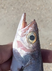 Cynoscion nothus