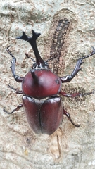 Trypoxylus dichotomus tsunobosonis