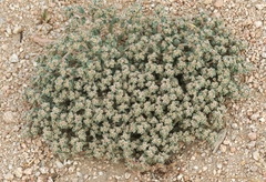 Euphorbia vallis-mortae