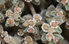 Euphorbia vallis-mortae