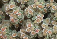 Euphorbia vallis-mortae