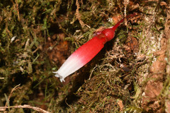 Thibaudia floribunda