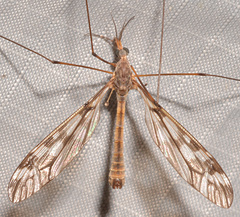 Tipula trivittata