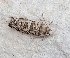 Epinotia tedella