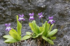 Pinguicula longifolia