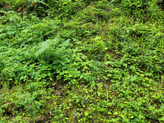 Lathyrus vestitus ochropetalus