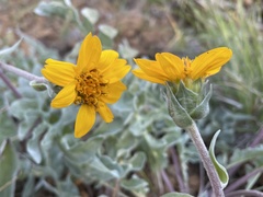 Balsamorhiza sericea