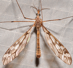 Tipula trivittata