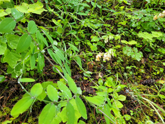 Lathyrus vestitus ochropetalus