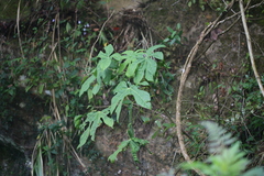 Fatsia polycarpa