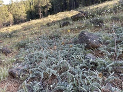 Balsamorhiza sericea