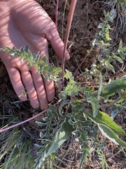 Balsamorhiza sericea