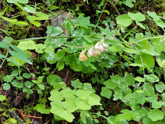 Lathyrus vestitus ochropetalus