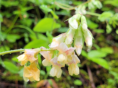 Lathyrus vestitus ochropetalus