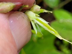 Lathyrus vestitus ochropetalus