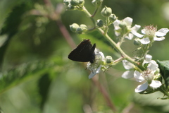 Satyrium ilicis