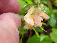 Lathyrus vestitus ochropetalus