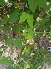 Araujia sericifera