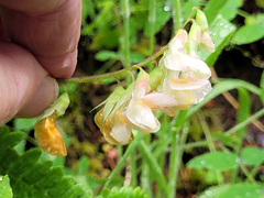 Lathyrus vestitus ochropetalus
