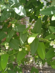 Araujia sericifera
