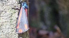 Tyria jacobaeae