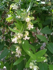 Araujia sericifera