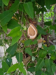 Araujia sericifera