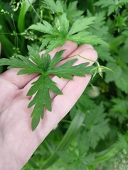 Geranium sibiricum